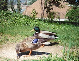 [photo, Mallards, Annapolis, Maryland]