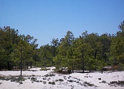 [photo, Assateague Island National Park Seashore (Worcester County), Maryland]