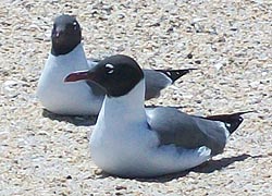 [photo, Black-headed Gulls, Assateague Island National Park Seashore (Worcester County), Maryland]