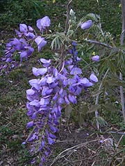  [photo, Chinese Wisteria (Wisteria  sinensis), Glen Burnie, Maryland]