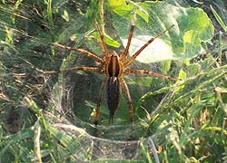 [photo, Funnel Weaver Spider (Agelenidae) in its funnel web, Baltimore, Maryland]