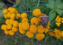 [photo, Brown Marmorated Stink Bug ( (Halyomorpha halys) on Tansey, Glen Burnie, Maryland]