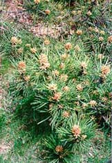 [photo, Pine trees near Department of Natural Resources, Annapolis, Maryland]