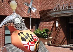 [photo, Energy Chick, 60 West St., Annapolis, Maryland]